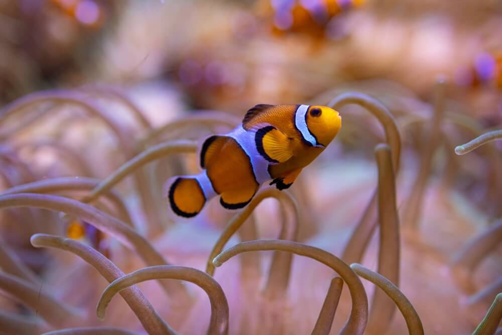 Poisson-clown orange et blanc niché dans les tentacules d'une anémone de mer violette
