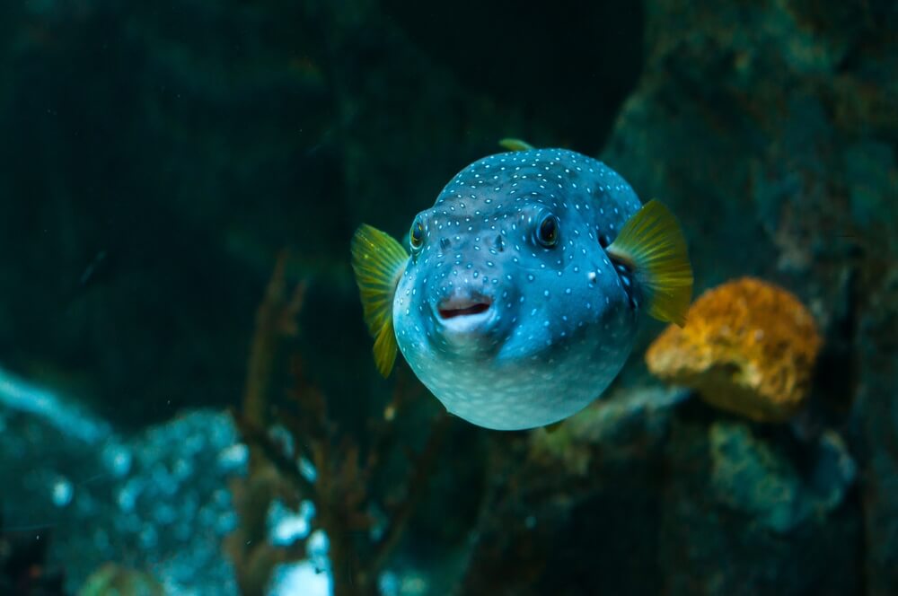poisson-globe