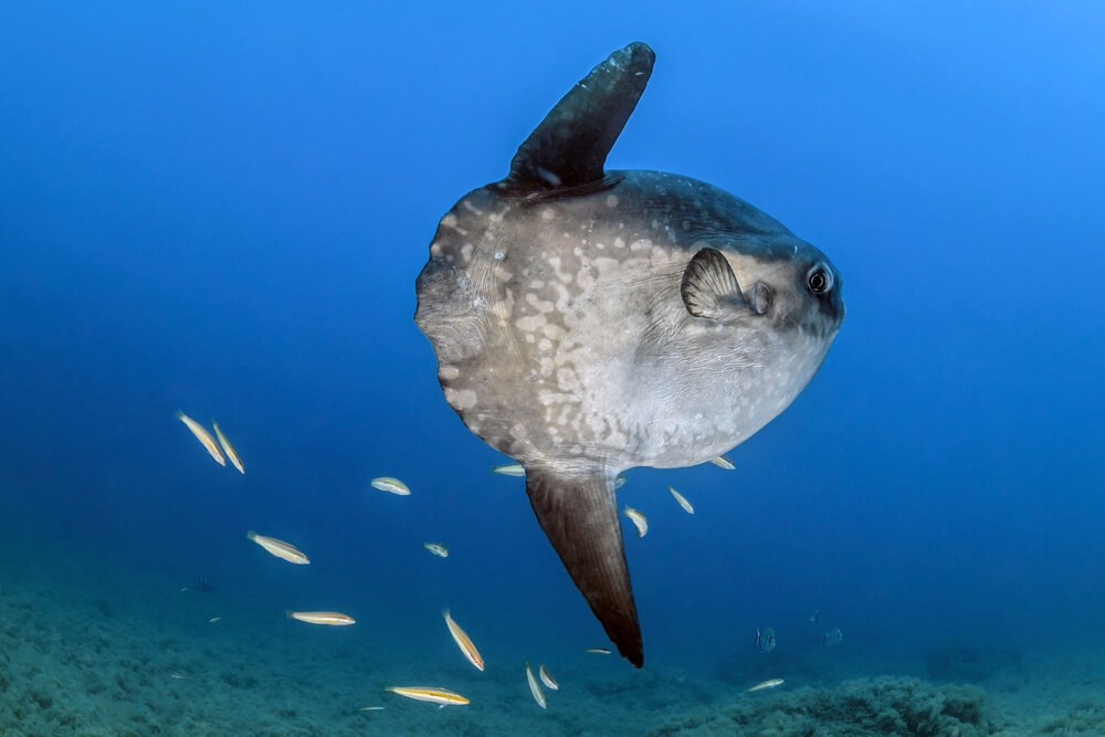 Le poisson-lune (Mola mola) est le poisson osseux le plus lourd du monde.