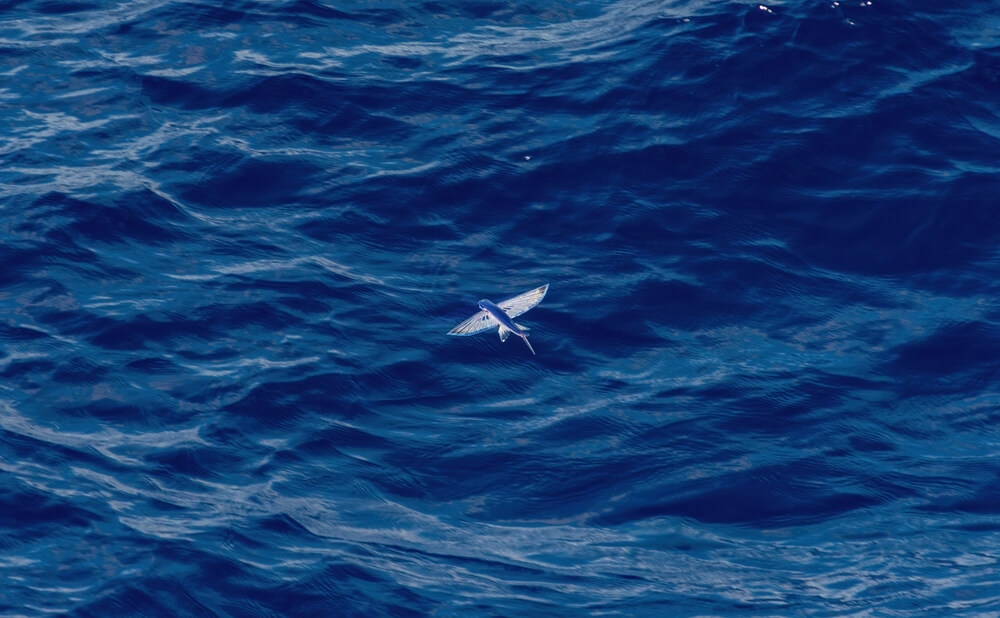 poisson volant