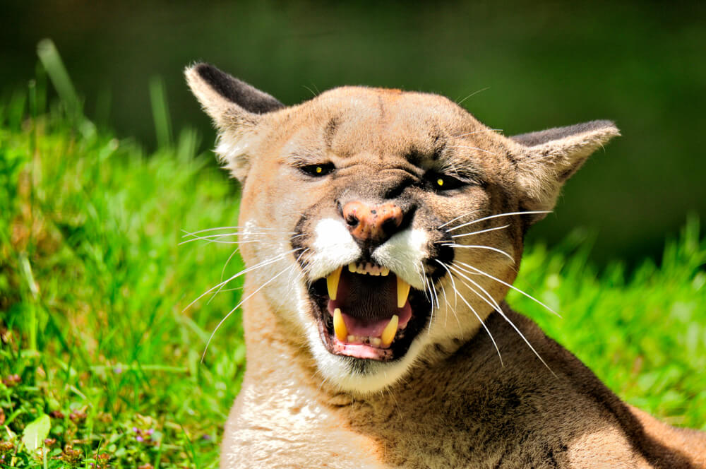 Puma Cougar