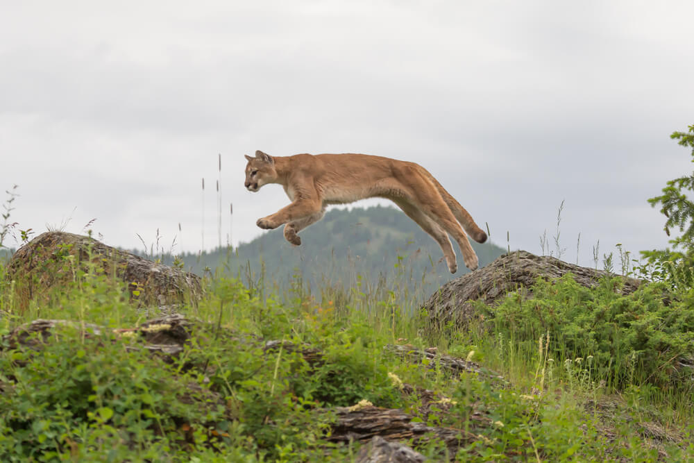 Puma Cougar
