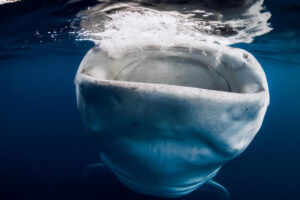Gueuele requin baleine