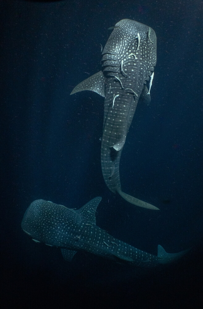 Requin baleine