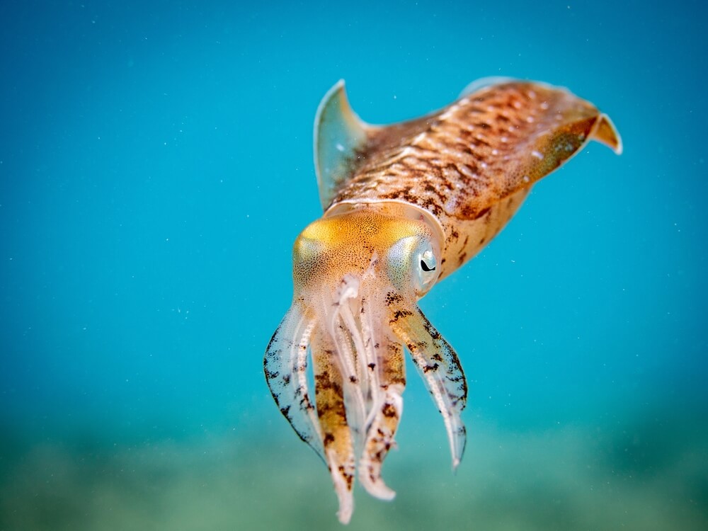 Calmar géant nageant dans les profondeurs sombres de l'océan avec ses longs tentacules déployés