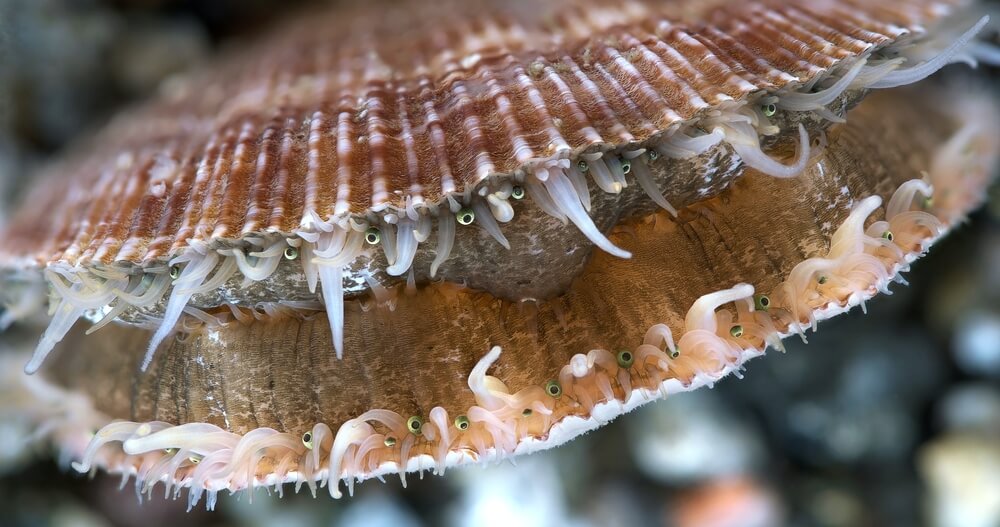 La coquille Saint-Jacques est l'un des bivalves