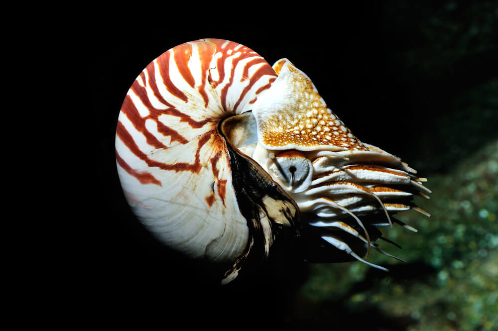 Nautile flottant dans l'eau avec sa coquille en spirale nacree et ses tentacules fins