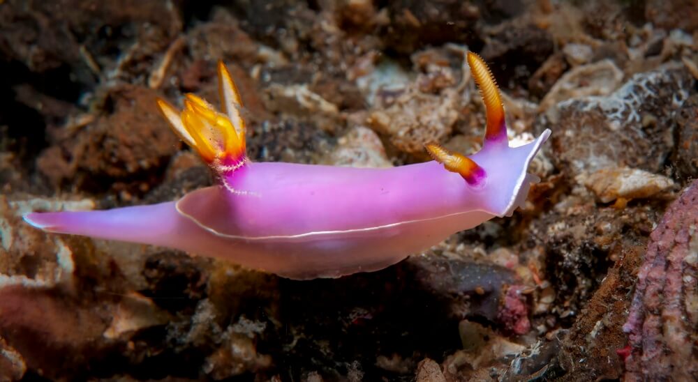 Les nudibranches (limaces de mer)