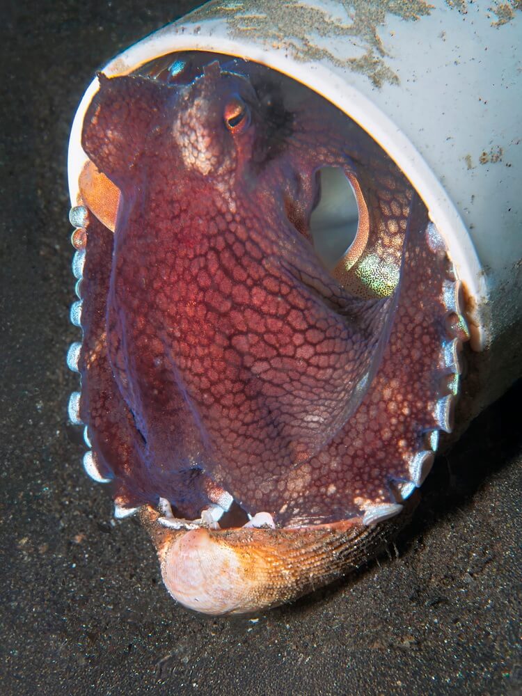 Pieuvre manipulant un objet avec ses ventouses, montrant sa dextérité et son intelligence