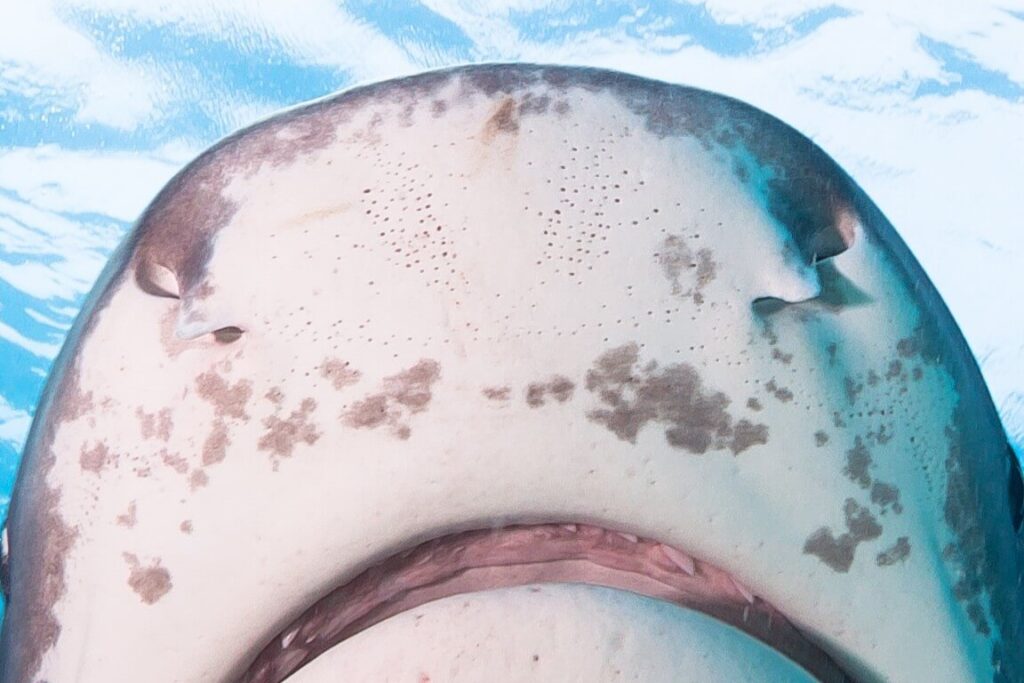 Requin gris vu de dessous montrant les pores sensoriels sur son museau captant les champs électriques
