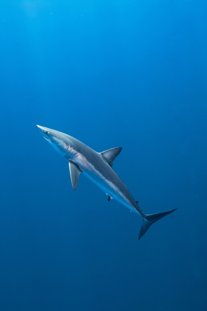 Le requin mako (Isurus oxyrinchus)