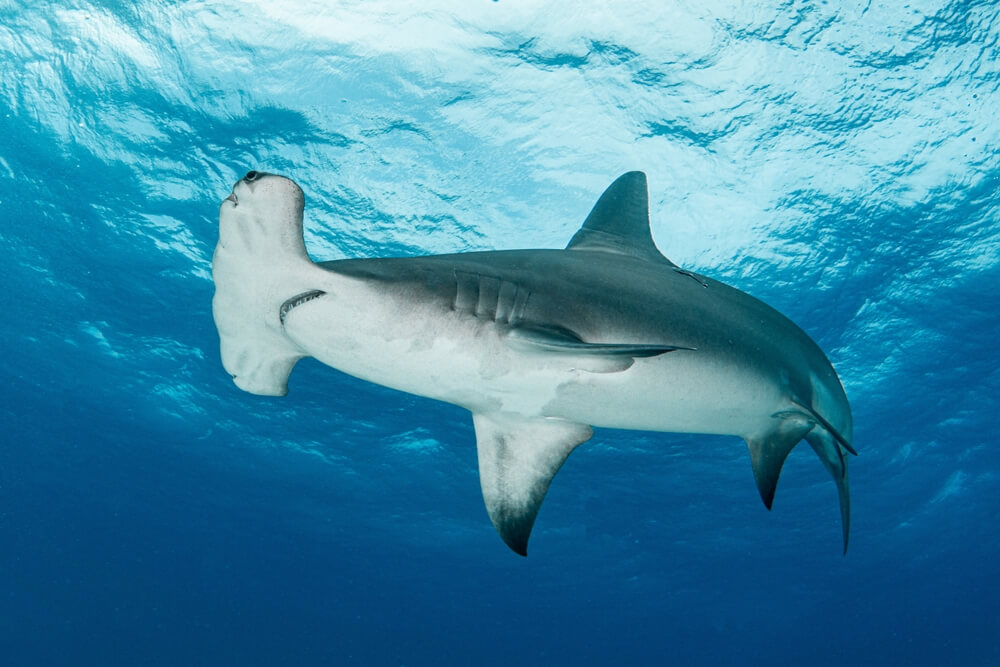 Banc de requins-marteaux nageant en formation dans les eaux bleues du Pacifique