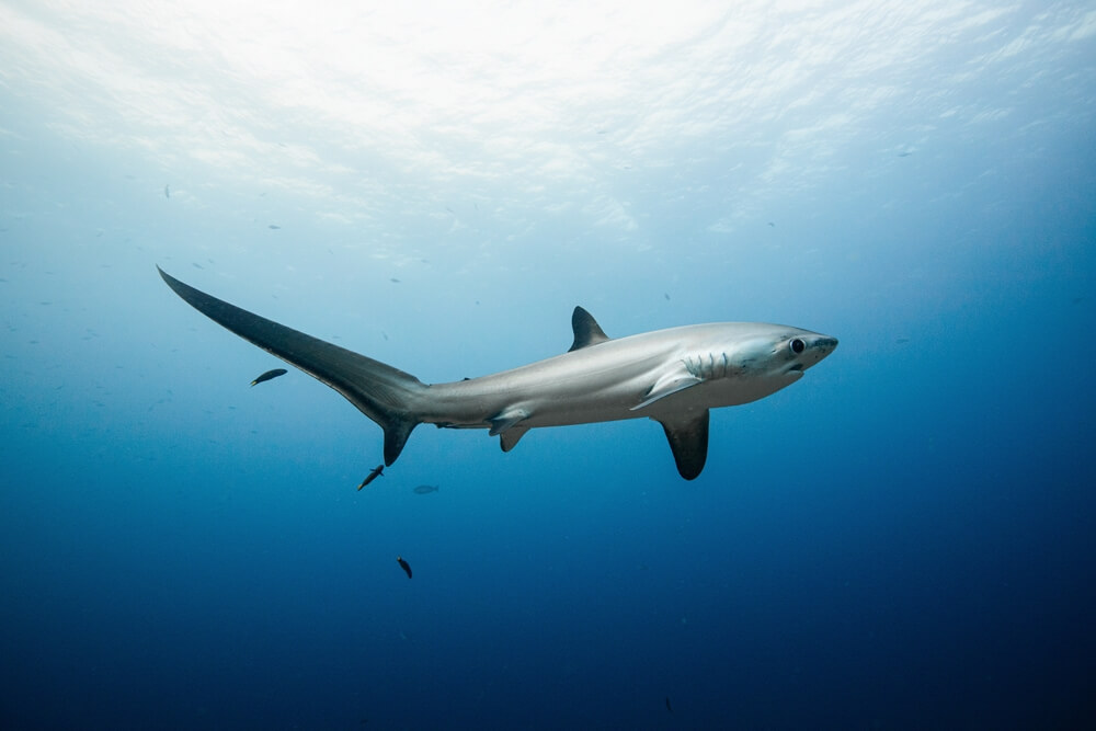 Le requin-renard (Alopias vulpinus)