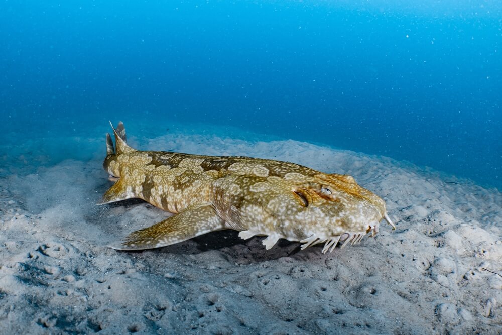 Le requin-tapis (wobbegong