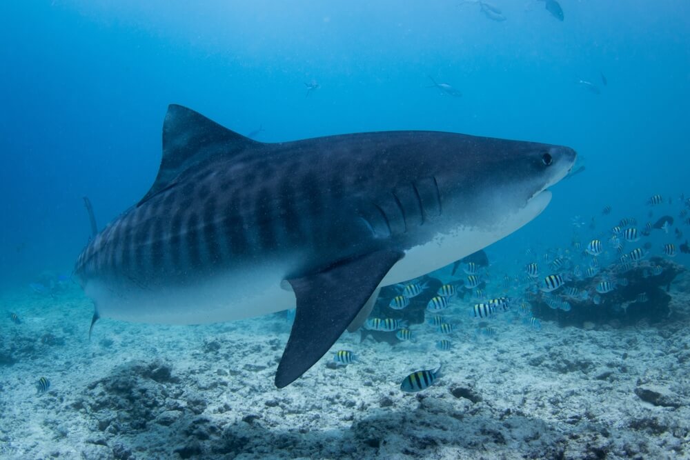 Le requin-tigre (Galeocerdo cuvier)