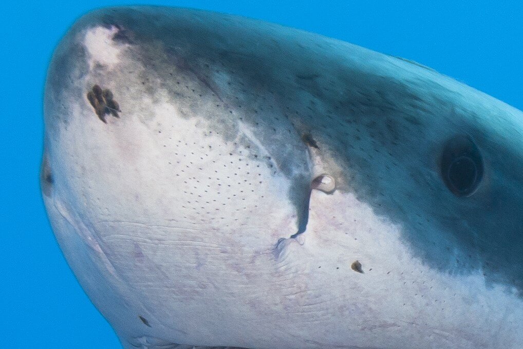 Requin blanc vu de dessous montrant les pores sensoriels sur son museau captant les champs électriques