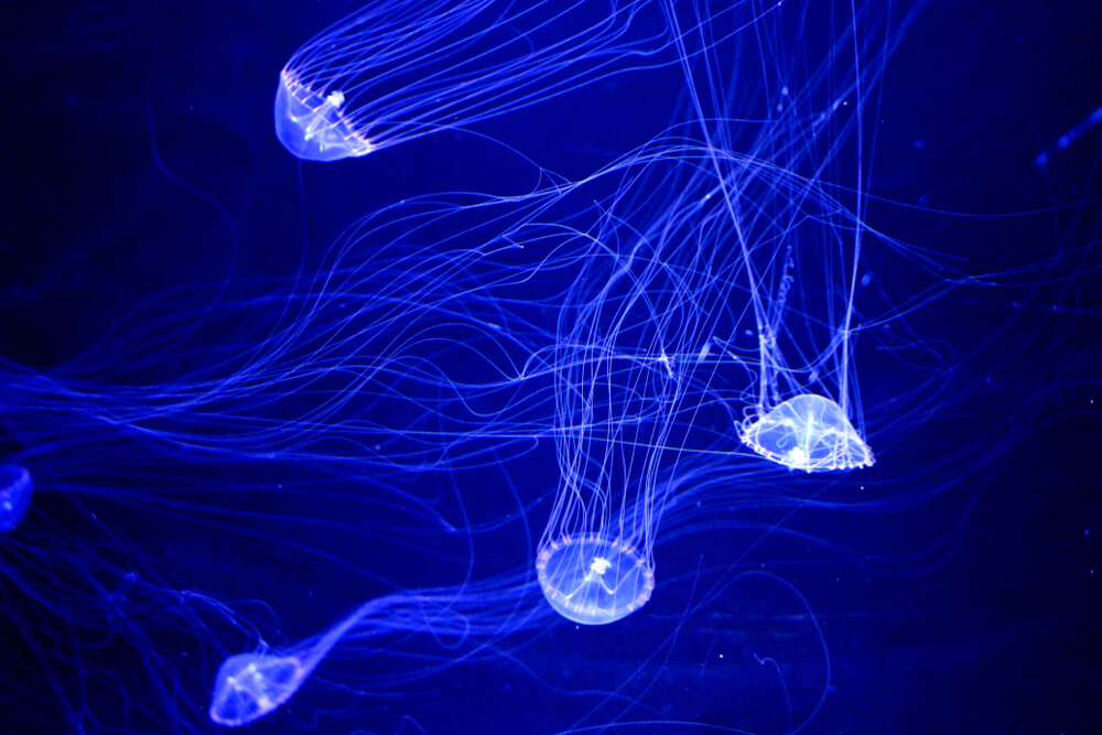 Aequorea victoria meduse