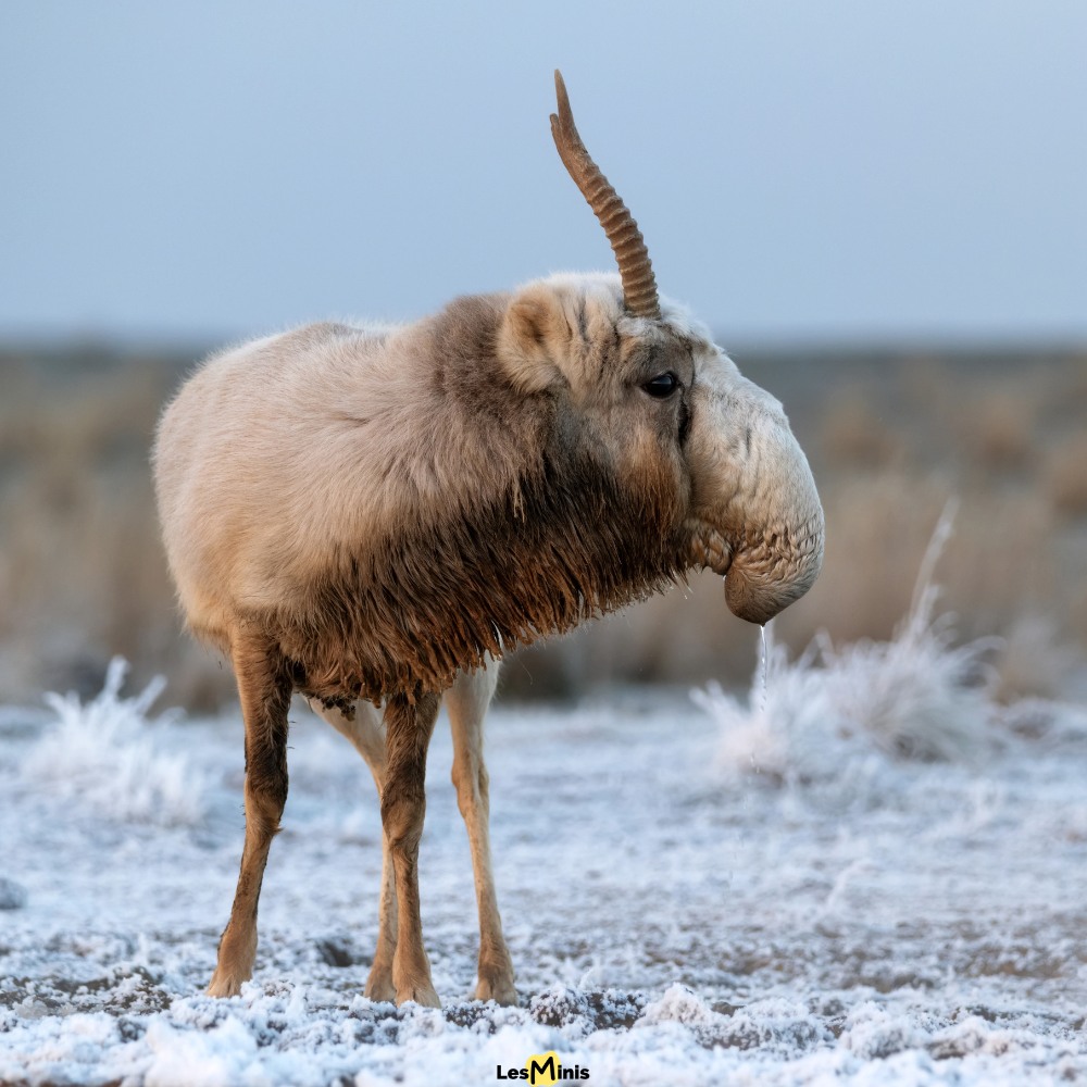 L'antilope saïga (Saiga tatarica)