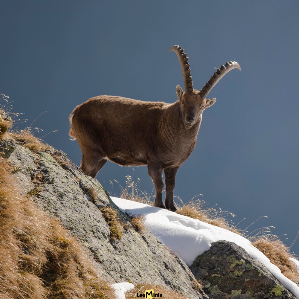 Le bouquetin des Alpes et des Pyrénées (Capra ibex)