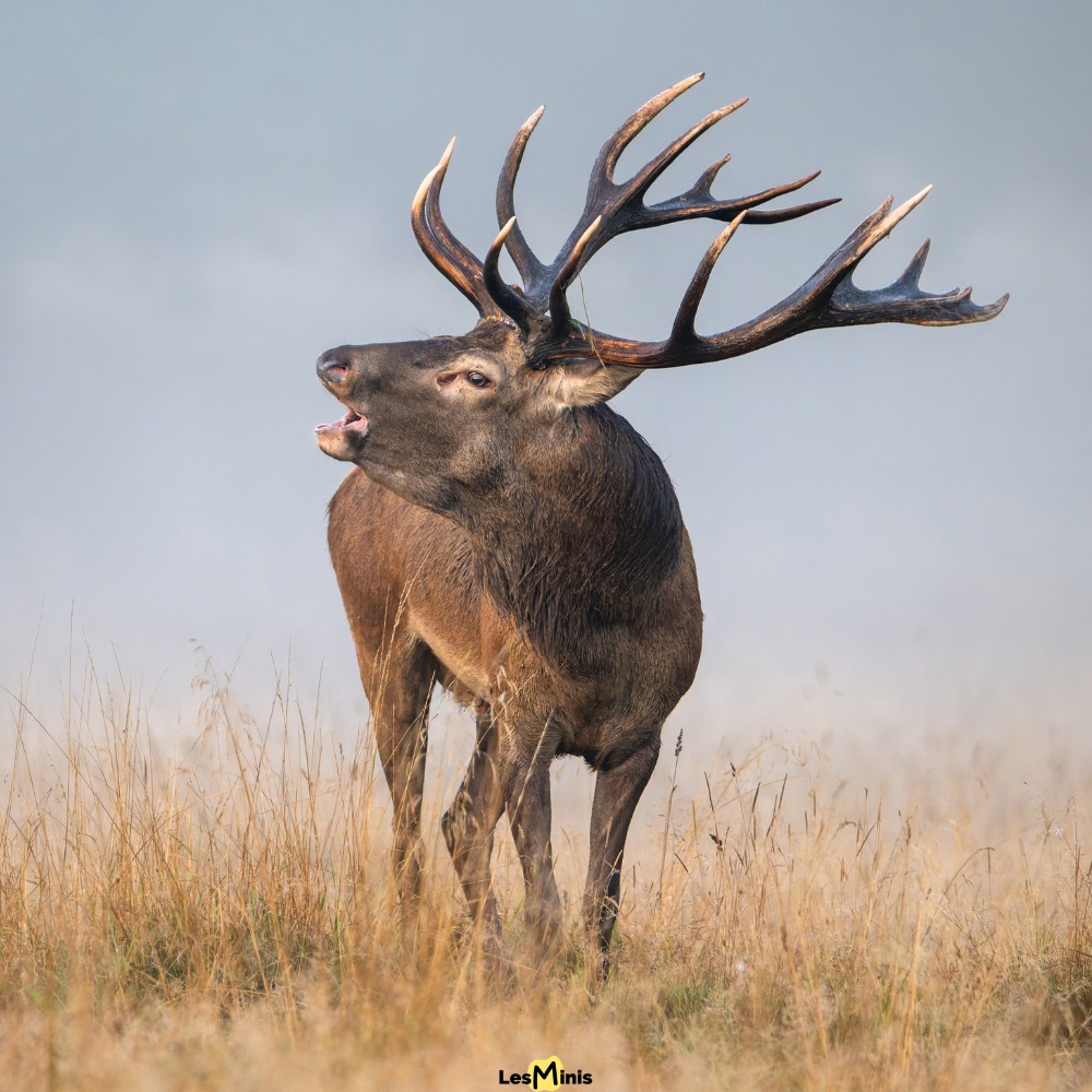 Le cerf élaphe (Cervus elaphus)