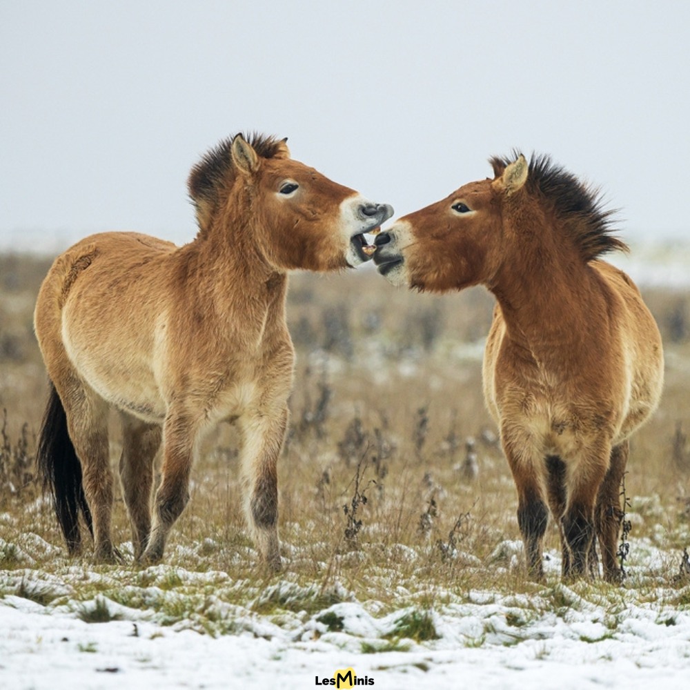 Le cheval sauvage (Equus ferus)