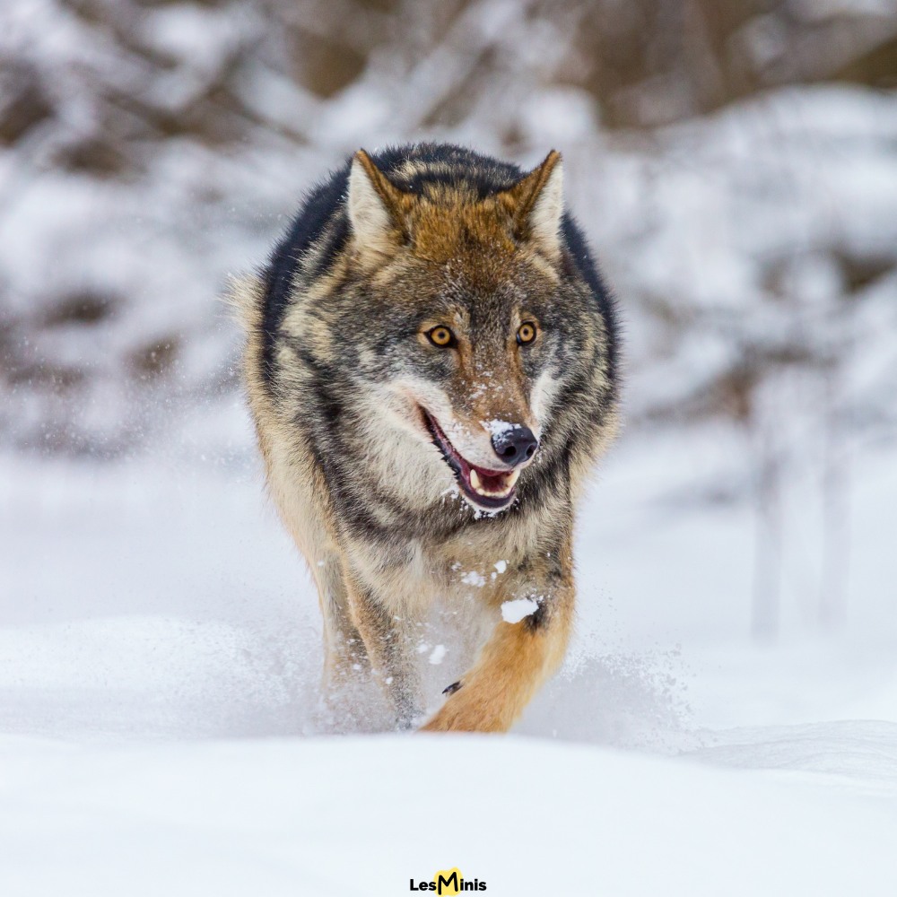 Le loup gris (Canis lupus)