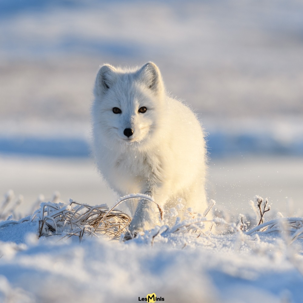 Le renard polaire (Vulpes lagopus)