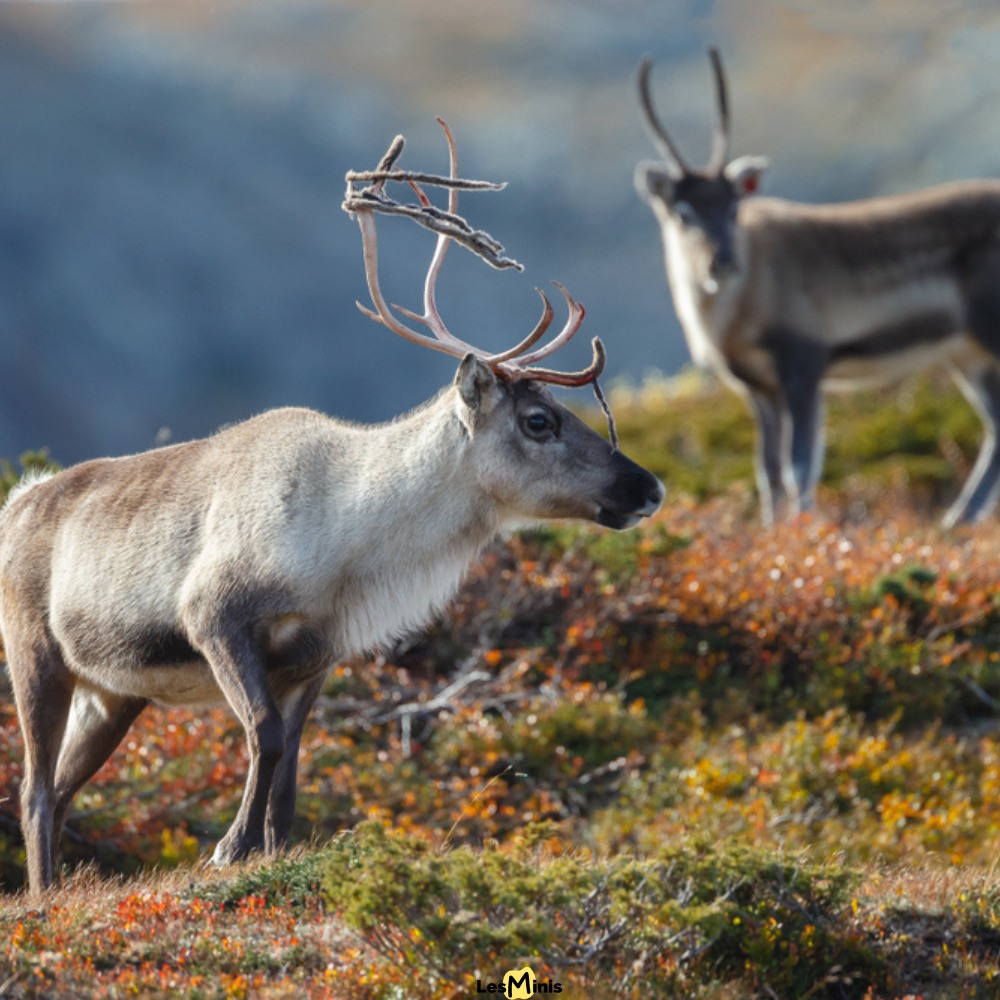 Le renne (Rangifer tarandus)