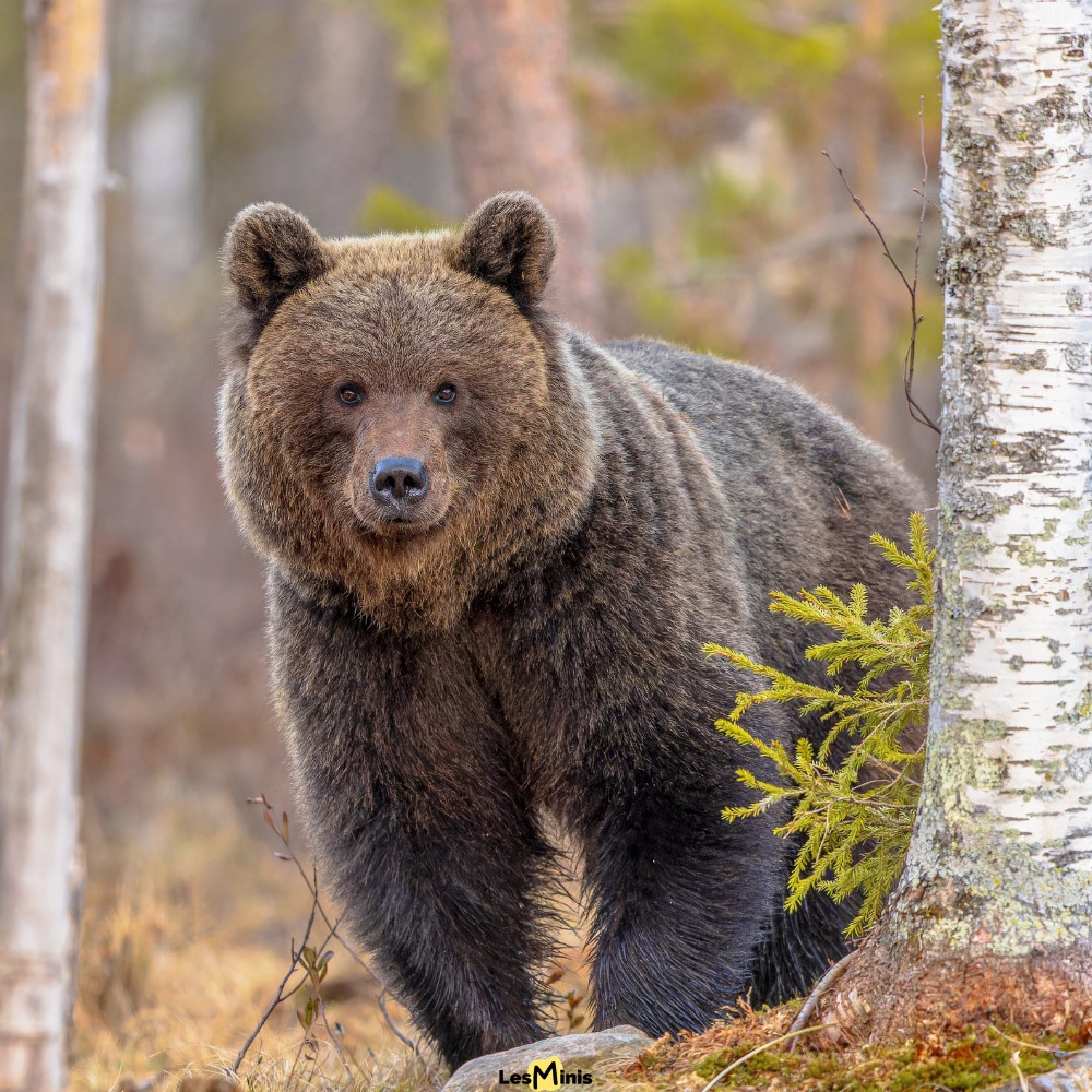 L'ours brun (Ursus arctos) (2)