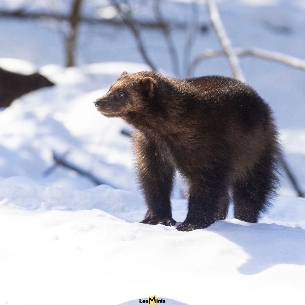 L'ours brun (Ursus arctos)