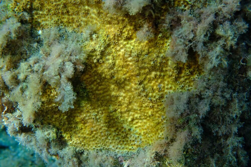 Corail gros plan algues