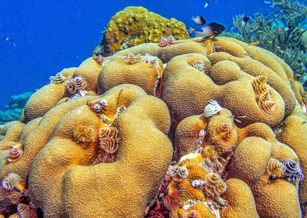 corail boule