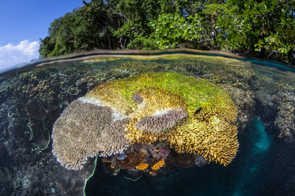 Corail montrant le contraste entre une partie saine et colorée et une partie blanchie