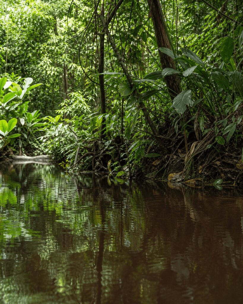 Rivière lente et végétation tropicale, habitat naturel de l’anaconda