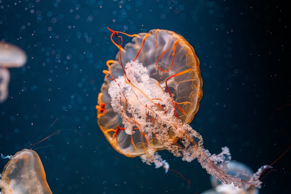 Méduse à crinière de lion géante avec ses tentacules rouges et orange déployés
