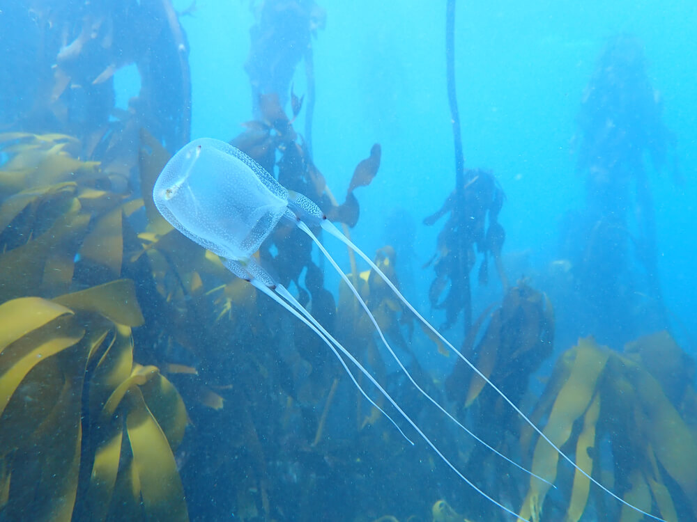 La cuboméduse Chironex fleckeri