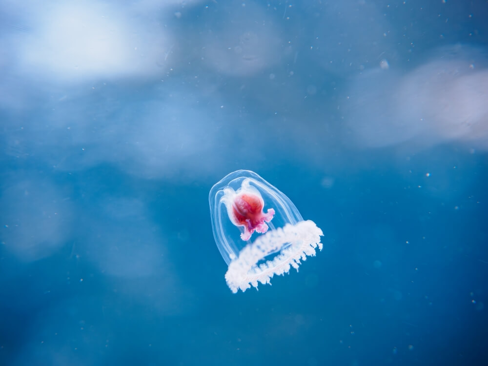 La méduse immortelle (Turritopsis dohrnii)