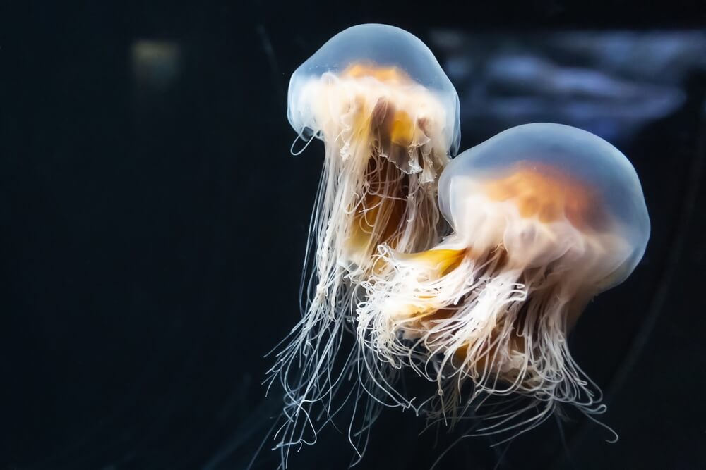 La méduse à crinière de lion (Cyanea capillata)