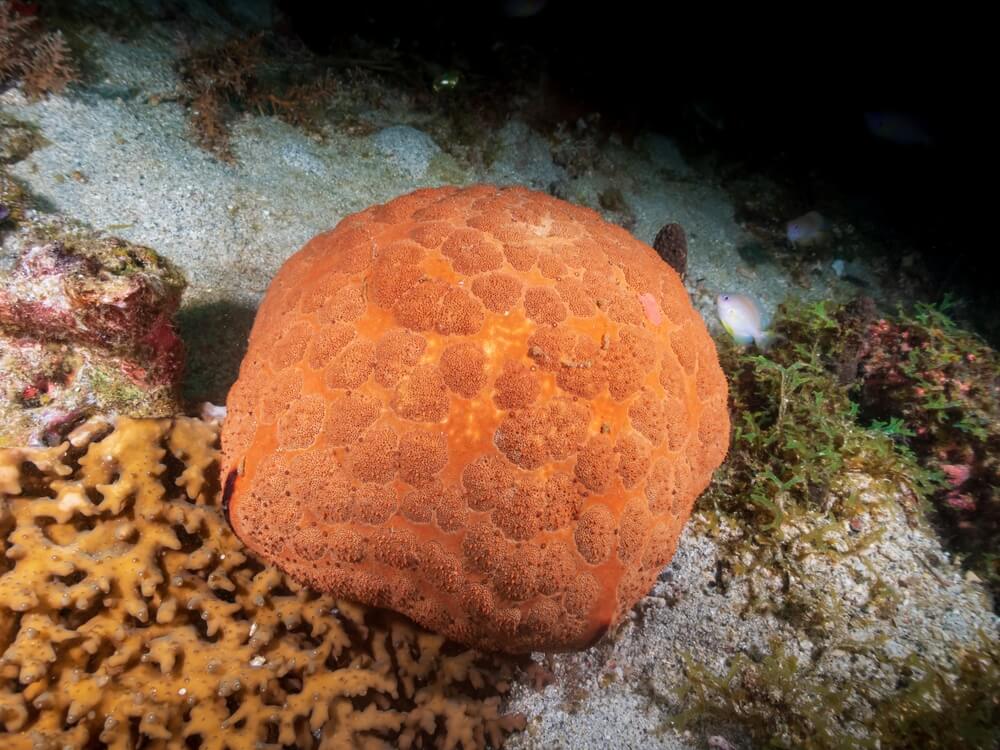 etoile de mer Culcita