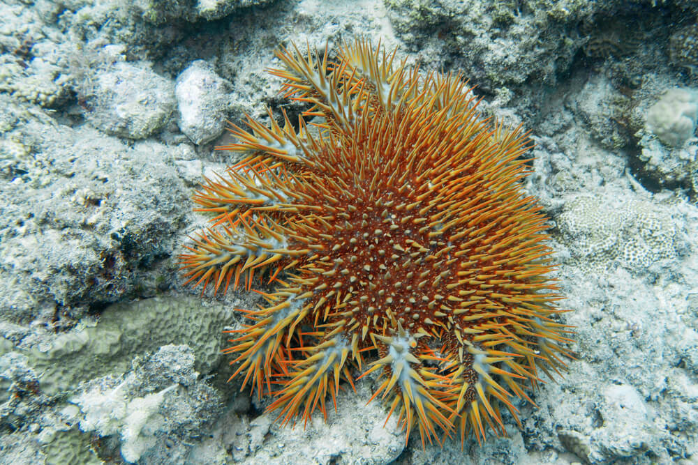 L'étoile couronne d'épines (Acanthaster planci)