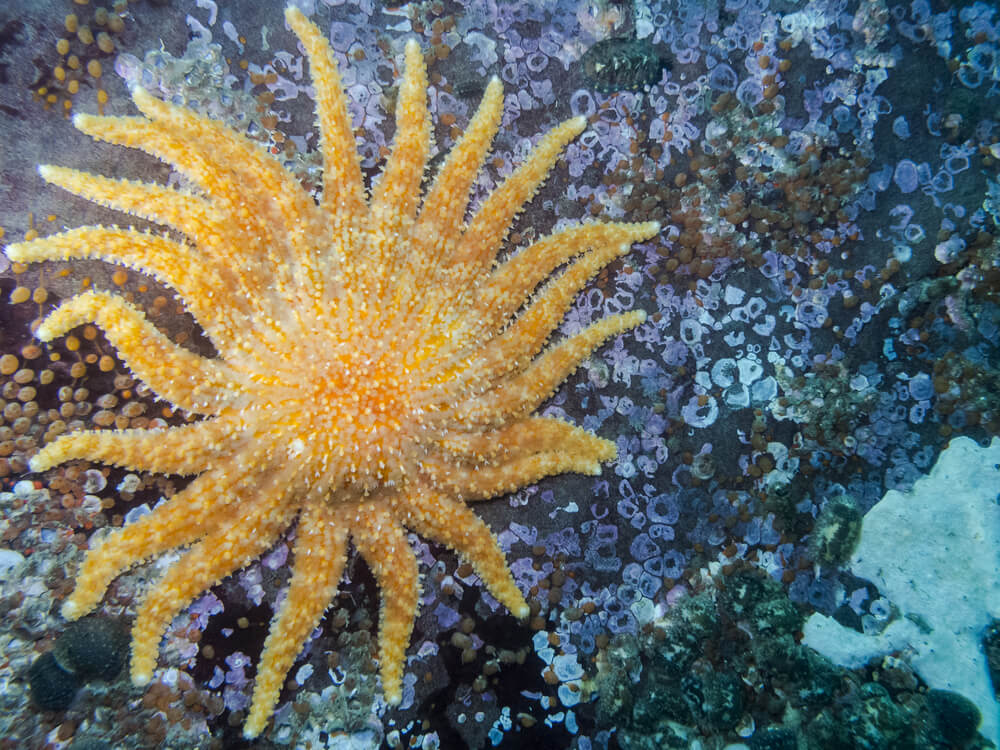 L'étoile tournesol (Pycnopodia helianthoides)