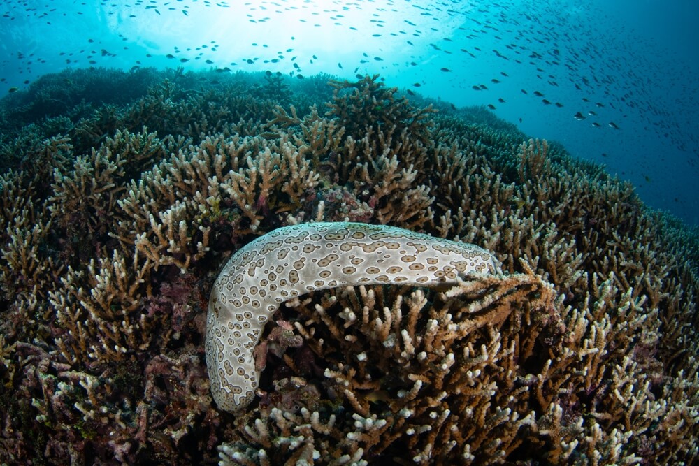 Concombre de mer sur un fond sableux montrant ses tentacules buccaux