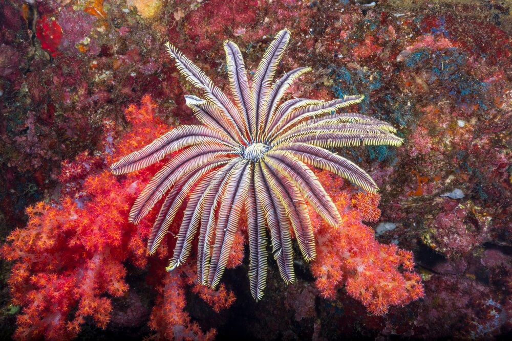 Crinoïdes aux bras plumeux déployés filtrant le courant marin