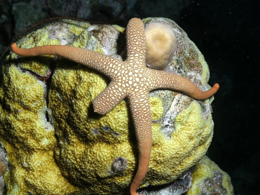 Étoile de mer en cours de régénération avec un bras plus petit que les autres