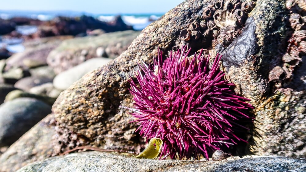 Oursin violet aux longues épines fines sur un fond rocheux marin
