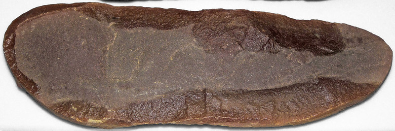 Fossile partiel de monstre de Tully dans une concrétion allongée de Mazon Creek