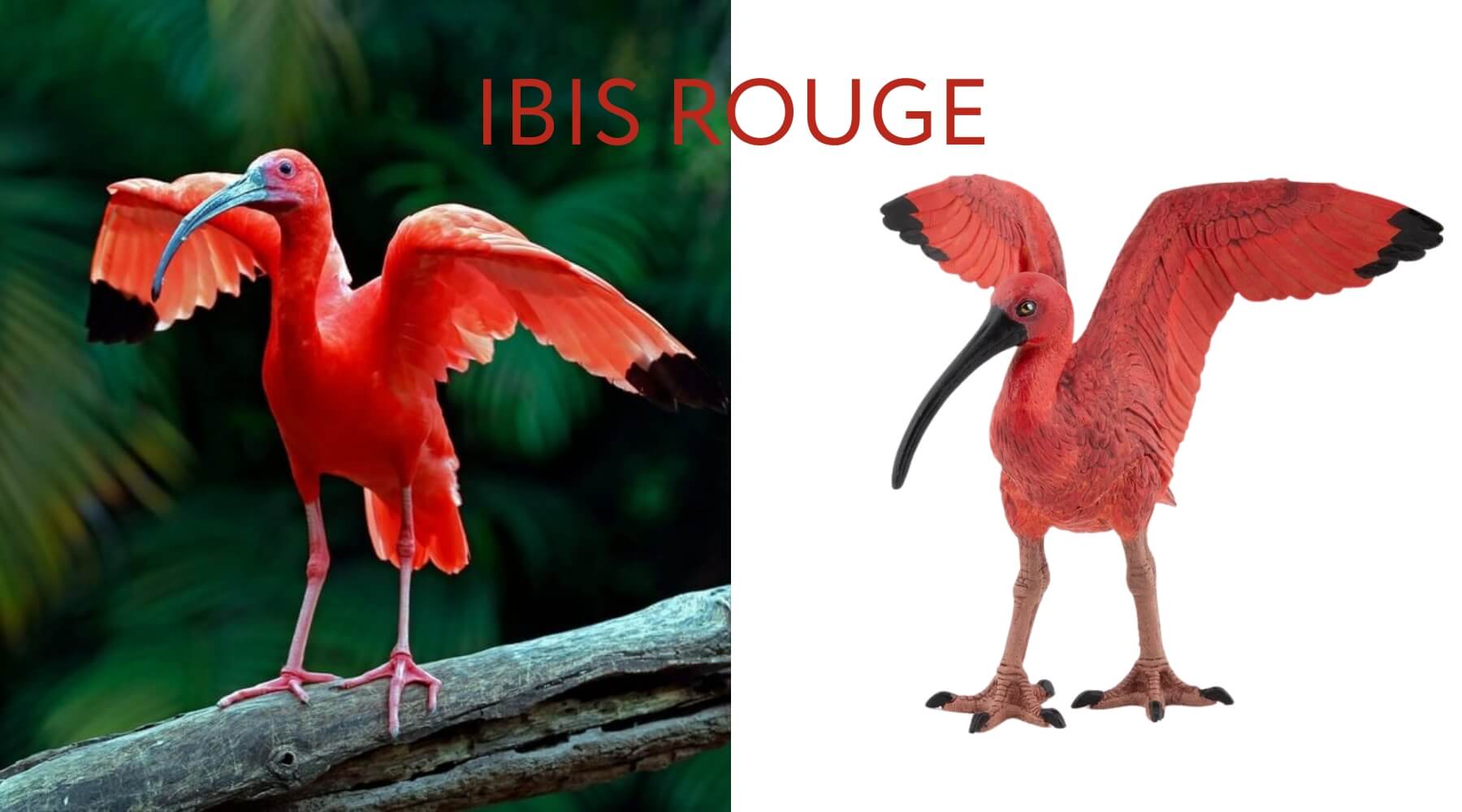 Comparaison ibis rouge réel et figurine Papo - Réalisme exceptionnel